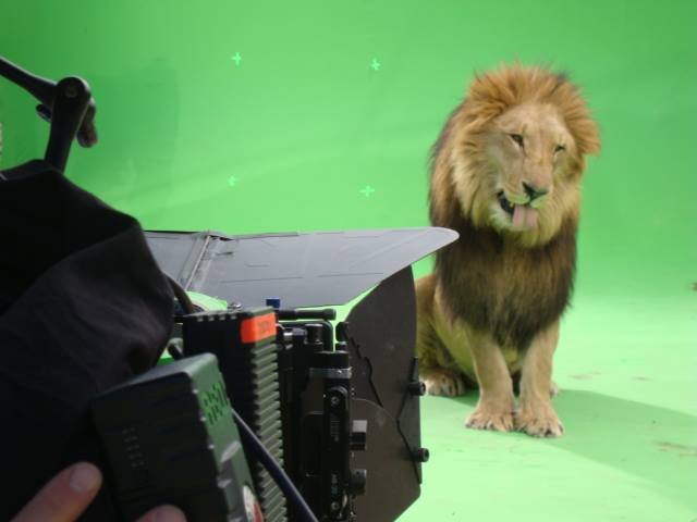 Un leon bostezando en el set de filmacion